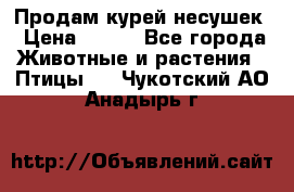 Продам курей несушек › Цена ­ 350 - Все города Животные и растения » Птицы   . Чукотский АО,Анадырь г.